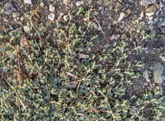 Euphorbia ocellata