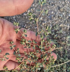 Euphorbia ocellata