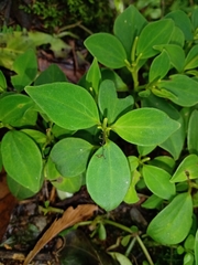 Peperomia sanjoseana