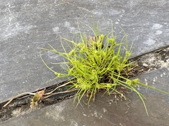 Cyperus