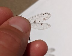 Dendroleon speciosus