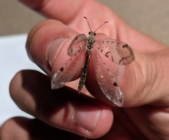 Dendroleon speciosus