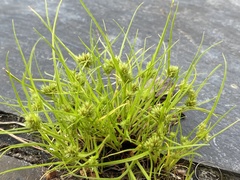 Cyperus