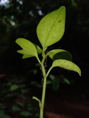 Peperomia sanjoseana