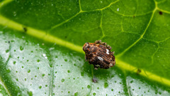 Mogulones asperifoliarum