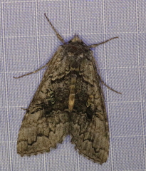 Syngrapha viridisigma