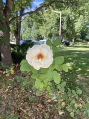 Rosa