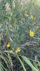 Jacobaea grandidentata