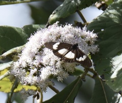 Acraea aganice aganice