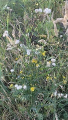 Jacobaea grandidentata