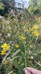 Jacobaea grandidentata