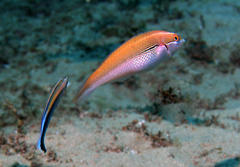 Stethojulis interrupta