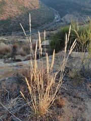 Aristida congesta congesta