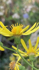 Jacobaea grandidentata