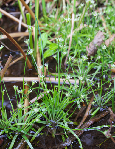 Eriocaulon miquelianum iNat (1)