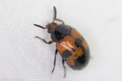 Diaperis nigronotata