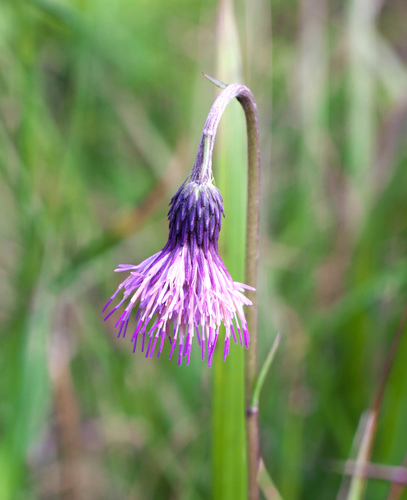 Cirsium austrokiushianum iNat (1)