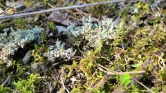 Cladonia symphycarpa