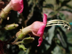 Tree Tobacco (Nicotiana tomentosiformis)