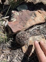 Escobaria vivipara arizonica