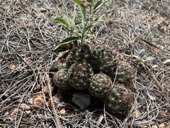 Escobaria vivipara arizonica