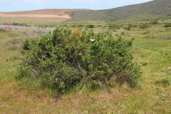 Searsia laevigata laevigata