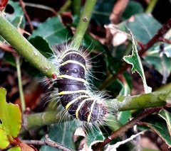 Pyrrhopyge charybdis