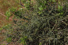 Searsia laevigata laevigata