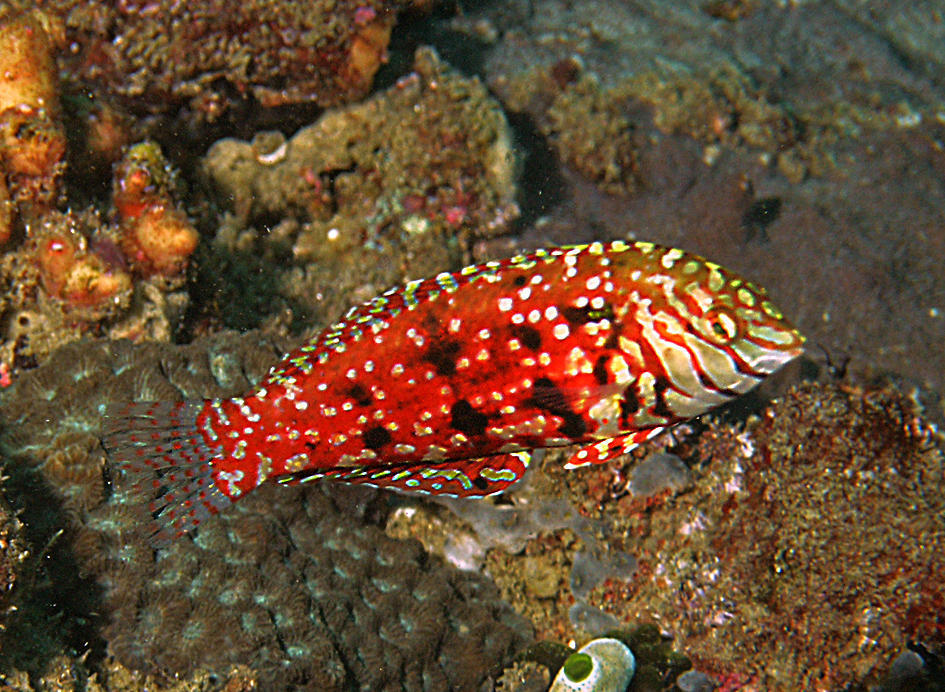 Jewelled Wrasse