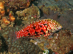 Halichoeres lapillus