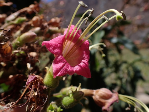 Nicotiana tomentosiformis, photograph 3