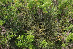 Searsia laevigata laevigata
