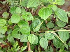 Peperomia blanda