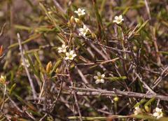 Coleonema juniperinum