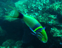 Thalassoma hebraicum