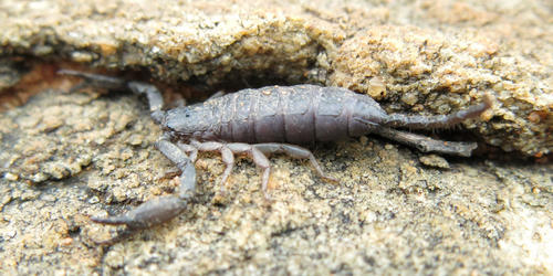 Photo of Flat Rock Scorpion (Hadogenes troglodytes)