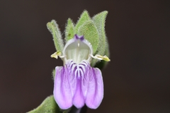 Monechma mollissimum