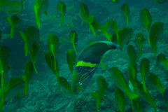 Thalassoma hebraicum