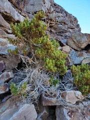 Monechma mollissimum