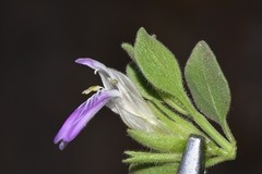 Monechma mollissimum