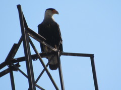 Caracara plancus