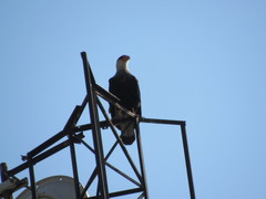Caracara plancus