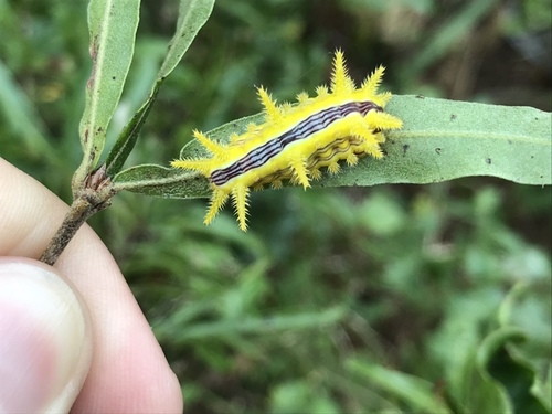Stinging Rose Caterpillar Moth photo 4