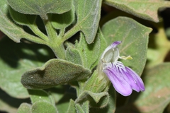 Monechma mollissimum