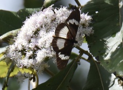 Acraea aganice aganice