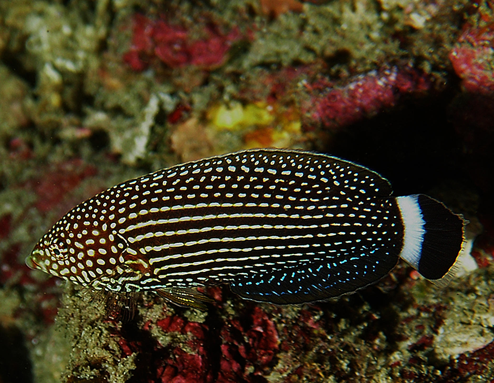 Anampses Lineatus