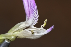 Monechma mollissimum