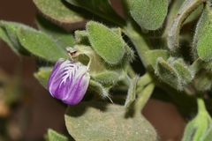 Monechma mollissimum