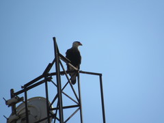 Caracara plancus