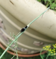 Papilio polyxenes asterius